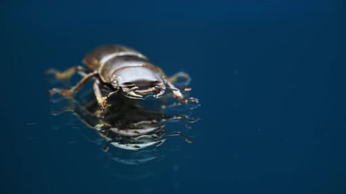 Shiny Beetle Navigating on a Reflective Surface