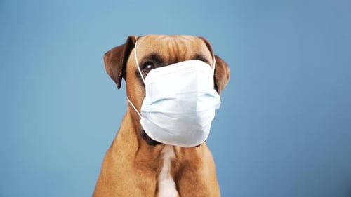 Boxer dog with a flu mask on its snout at blue background