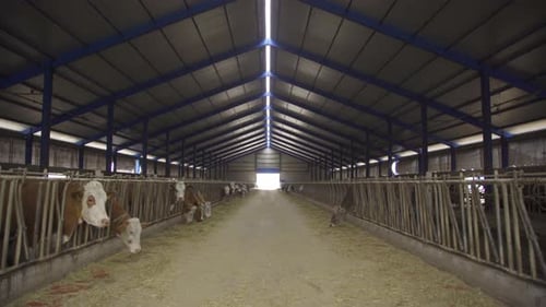 General view of modern barn and dairy cows.