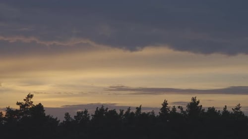 Sunset in the Forest