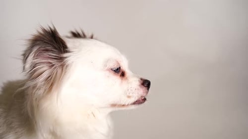 Charming White Dog Close Up Portrait Indoors