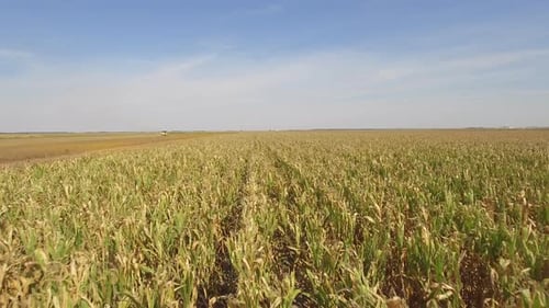 Corn Field And Distant Combine Harvester