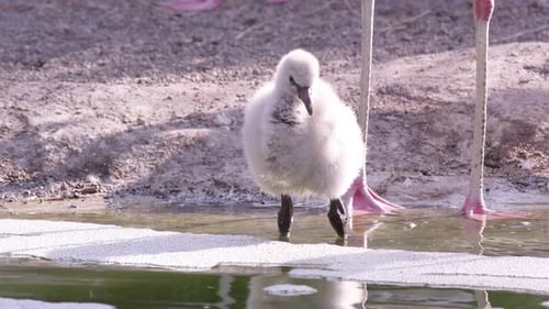 Flamingo chick wading in pool of water
