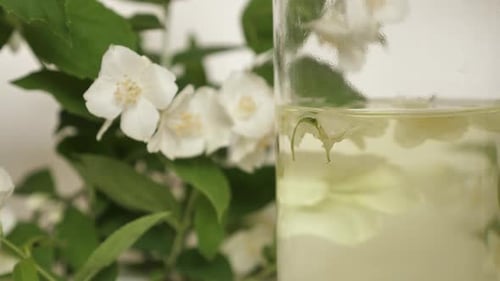 Brewing Jasmine Tea