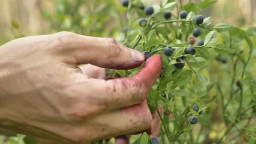 Person Gathers Wild Blueberries From Green Bush in Wood