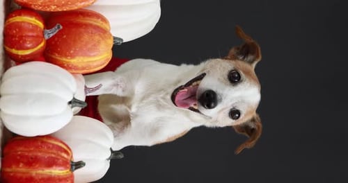 Lustiger Hund sitzt inmitten von Kürbissen auf schwarzem Hintergrund
