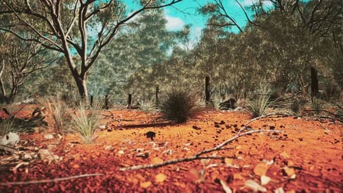 Red Earth Outback Landscape With Trees And Subtle Movement