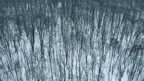 Über dem Winterwald