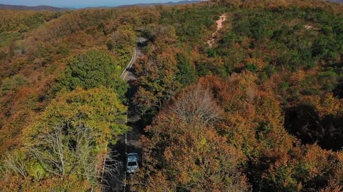 Estrada na floresta de outono