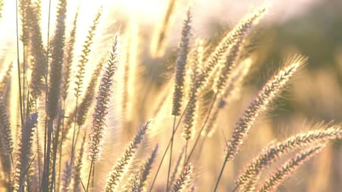 Wheat Field Illuminated by Gentle Sunset Light