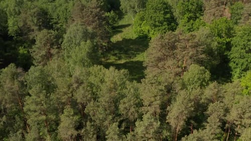 Slow Establishing Shot Into Rich Green Forest Tree Tops in Germany European Woods in