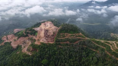 Luftaufnahme Abholzung Landrodung