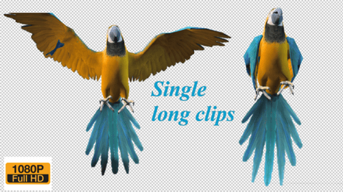 Macaw Parrot Landing and Flying Away Animation