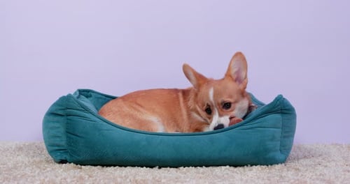 Corgi Dog Resting in Dog Bed