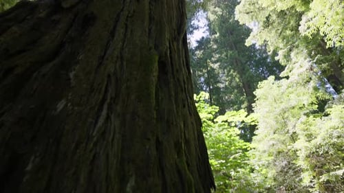 Big Redwood Tree