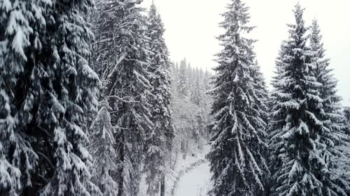 Drone Risisng Above Winter Forest in Mountain Valley