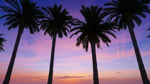 Tropical Palm Trees Swaying in Sunset Sky Loop
