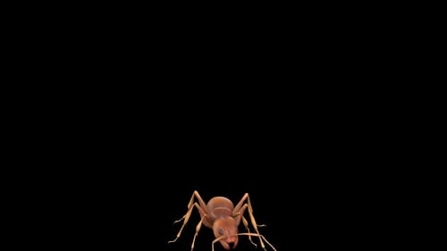 Ant Walk Over Screen 2