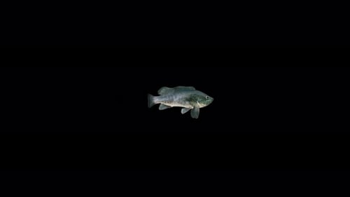 Realistic Fish Swimming with Alpha Channel