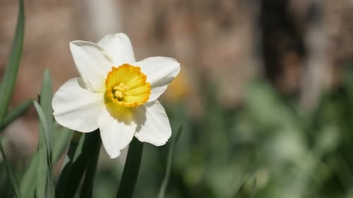 Schöne Blumenblätter des Gartens Narzisse Blume 4K 2160p 30fps UltraHD-Aufnahmen - Sanftes Morgenlicht
