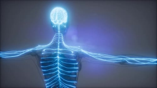 Human Brain and Nervous System with Neural Activity Animation