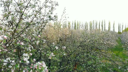 Aerial View of Blooming Trees in Apple Orchard, Drone Rises Up