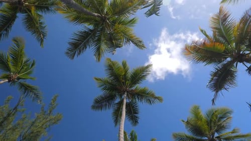 Spitze der Kokospalmen mit blauem Himmelshintergrund