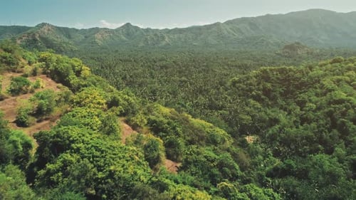 Aerial Drone Flight Over Green Rain Forest Jungles