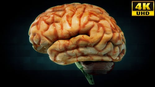 Futuristic Rotating Brain Hologram with Digital Glitch Effect