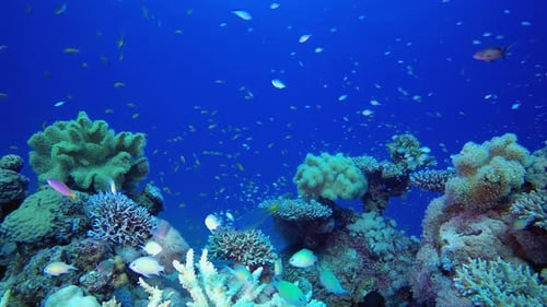 Undersea Reef Scene