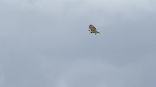 Hawk Soars Across Sky with Prey in Talons