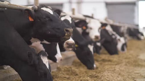 Cows Eating Hay in an Indoor Barn