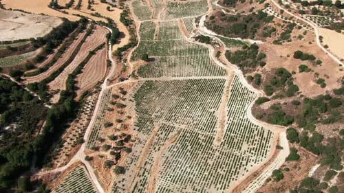 Caméra en direct tournant sur le beau paysage de Chypre avec plantation de vigne à l'extérieur