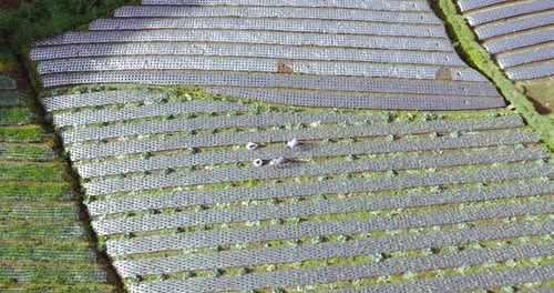 Ascending aerial top down shot: Group of farmer working on Plantation during warm sunny day