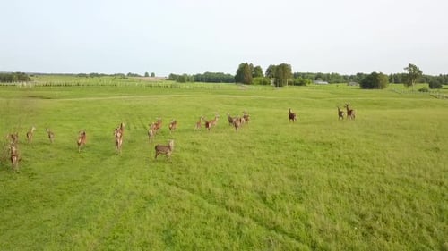 Strolling Through the Meadow of the Deers in the Beautiful Weather