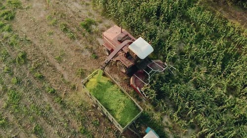 Combine Harvesting Corn Crop in Field Aerial View