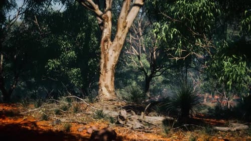 Australian Outback with Trees and Yellow Sand
