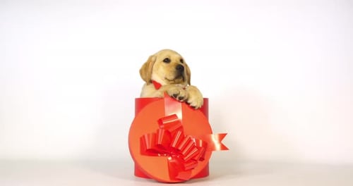 Golden Puppy Peeks Out of Bright Red Gift Box
