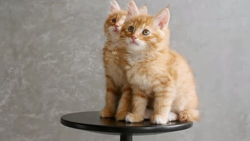 Ginger Kätzchen spielen auf einem Stuhl auf grauem Hintergrund
