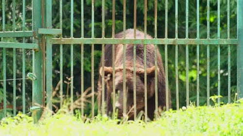 Bear in a Cage