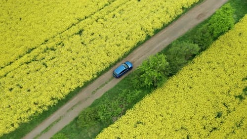 Aerial View Overhead of Blue Car Moving Along Country Road Between Yellow Rapeseed Fields