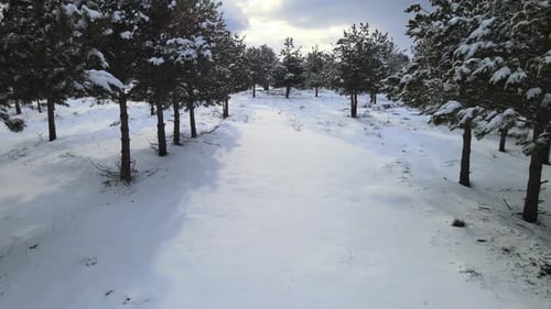 snowy woods winter