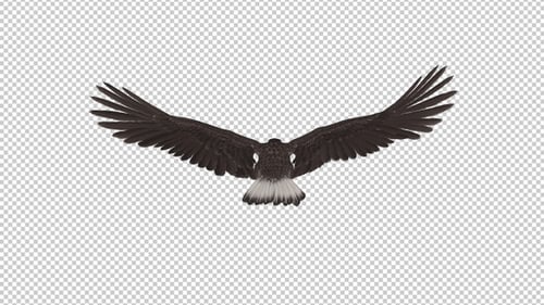 Eurasian White-tailed Eagle - Flying Loop - Back View