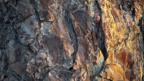 Detailed Close-Up of Natural Tree Bark Texture