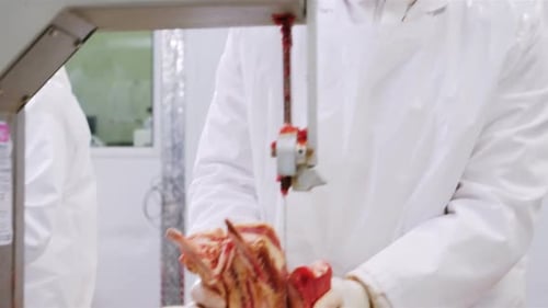 Meat Processing with Bandsaw in Commercial Butcher Shop
