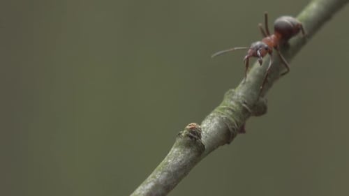 Insect