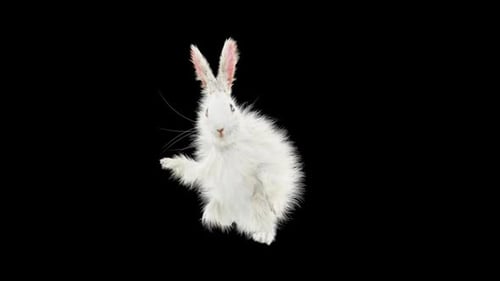 Animated Fluffy White Rabbit Standing and Waving