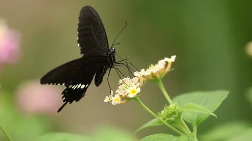 Mariposa sentada sobre una flor