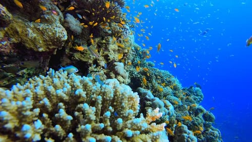 Marine Coral Colorful Garden