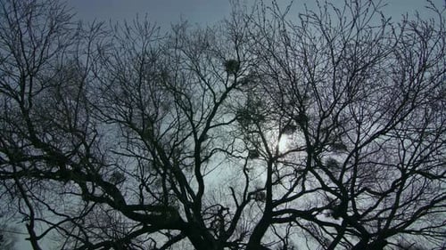 Tree In The Field
